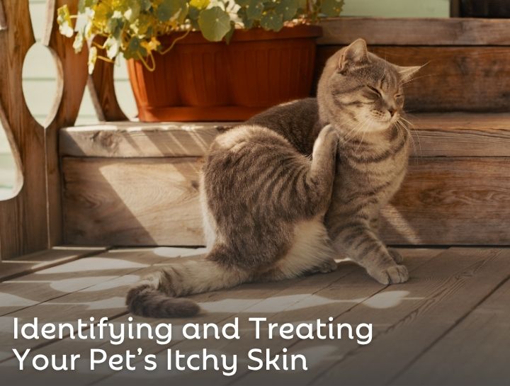 Identifying and Treating Your Pet’s Itchy Skin